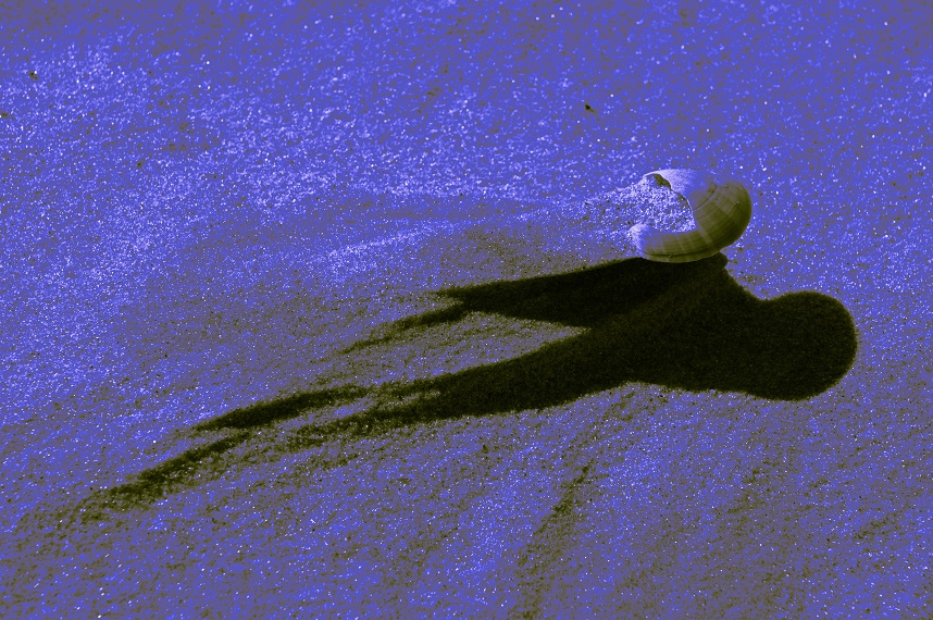 Tonung1Hvide_Sande_2015_3601